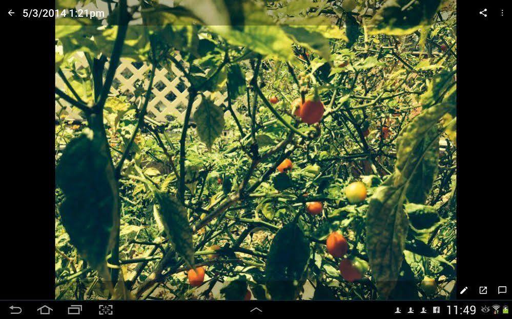 Las Cuevas Beach Lodge Buitenkant foto